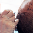 Curs Pigmentare Scalp